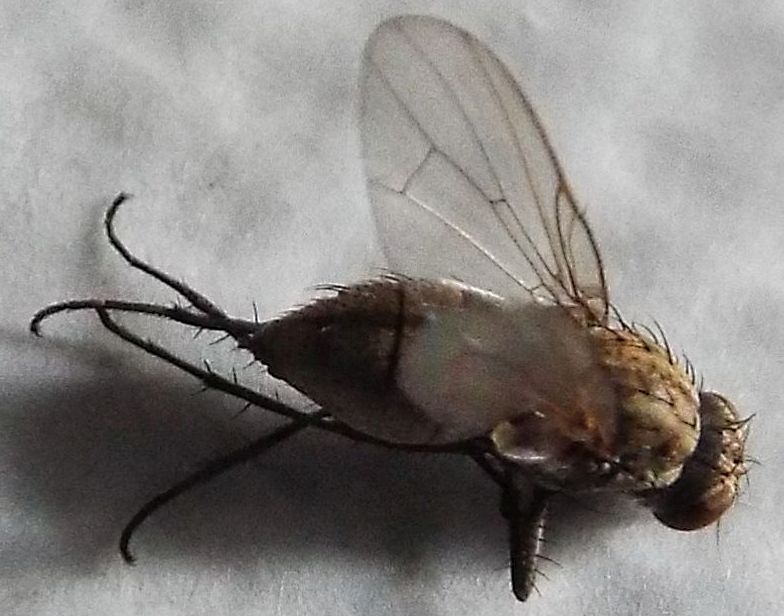 Probabile Anthomyiidae